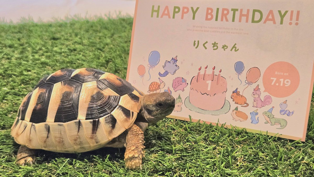 w_npb's tweet photo. 今日は去年から飼い始めたカメさんの誕生日でした～！ https://t.co/9WpsKTBTAM