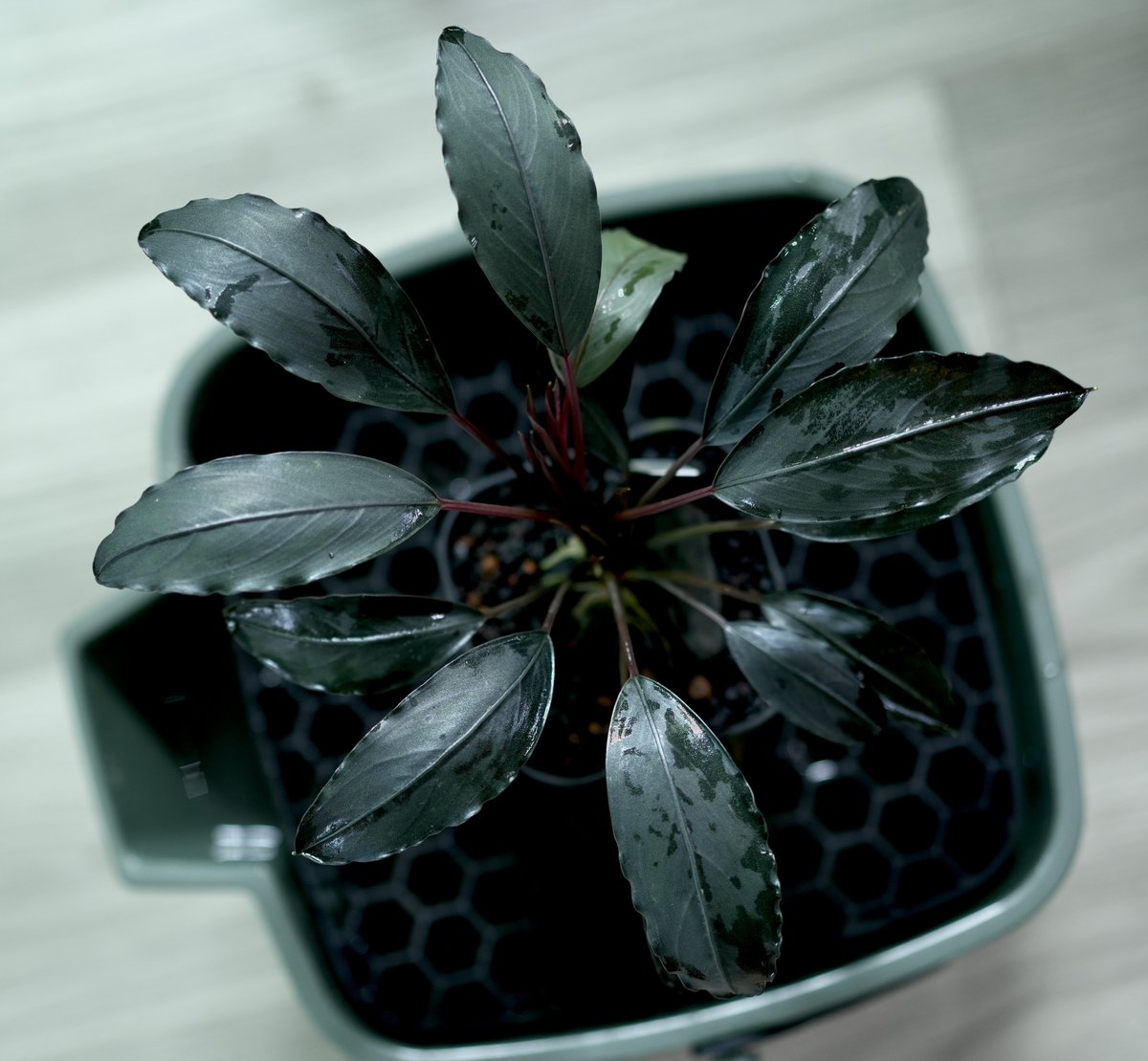 Bucephalandra sp. Padawan 3 ブセファランドラ バケツのサイズ突破！ カッコよさは止まらんブセファランドラ