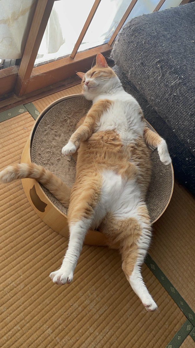 kikuyanomeichan's tweet photo. 猫に生まれて良かったあ https://t.co/sw8mMPGSei