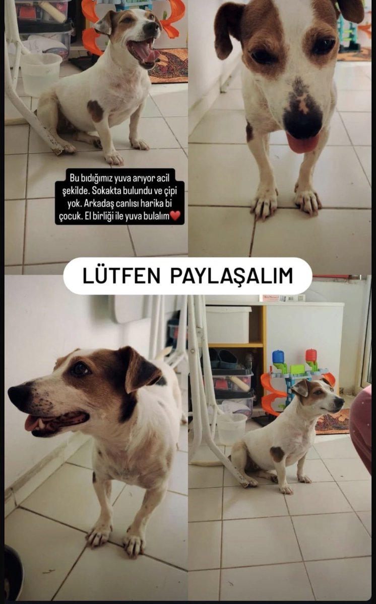 ekonimu's tweet photo. 2 yaşında havlaması hırlaması yok insanlara çok düşkün, diğer hayvanlarla da anlaşıyor, 1 haftadır balkonda kalıyor alerji sebebiyle, sokakta bulan kişi 22 temmuz çarşamba il dışına çıktığından acil geçici kalıcı yuva arıyoruz 
Dişi jack russel kısırlaştılcak istanbul 05069961012 https://t.co/pMZVRfqZ0v