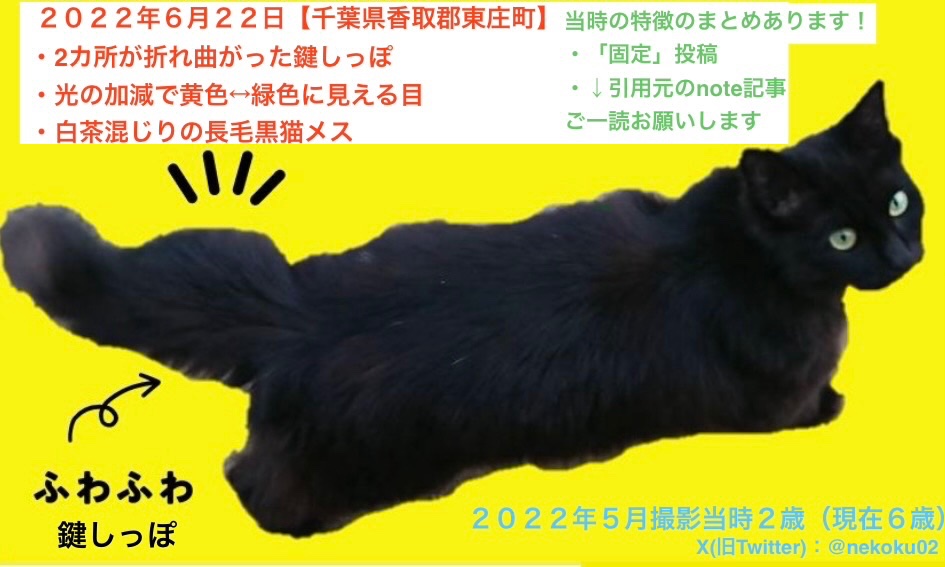 nekoku02's tweet photo. 【千葉県香取郡東庄町 長毛黒猫くー♀を探してます】
引用元に詳細：今日は石出の星之宮大神の祇園祭です。お祭りの音色がくーにも届いています様に🙏

⭕️2ヶ所が折れた鍵しっぽ
⭕️光の加減で黄↔︎緑に見える目
⭕️成猫のメスらしい小柄

#東庄町 石出 '22年6/22 迷子 下総橘駅 香取市 旭 銚子 神栖 https://t.co/zY41kxk9kk
