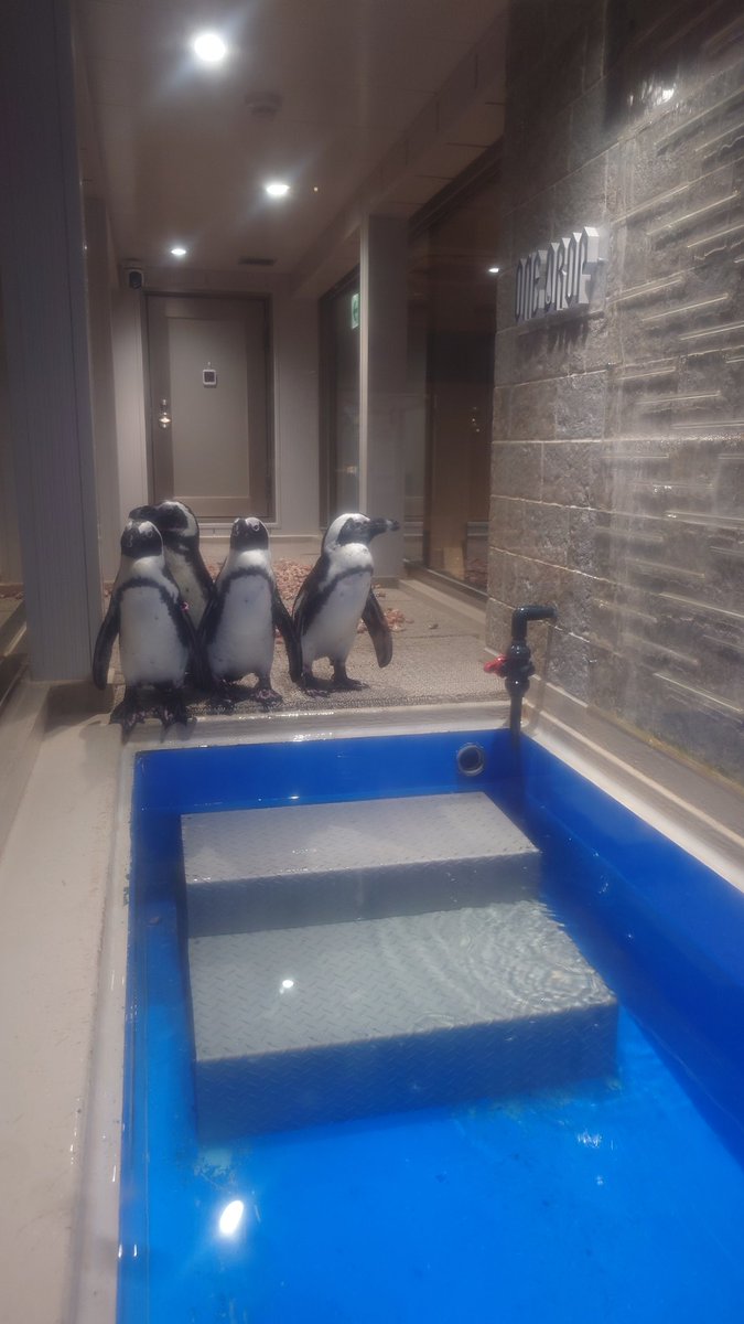 irving_2525's tweet photo. 3軒目はペンギンを眺めながらのビール飲み比べセット。 https://t.co/1vBsZiEAoN