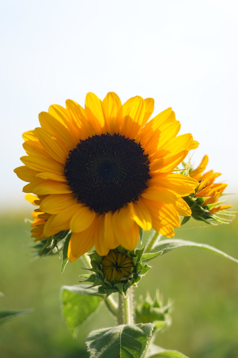 koorimakura_VR's tweet photo. ひまわり撮ってきた🌻📸 https://t.co/6AmNohSJmW