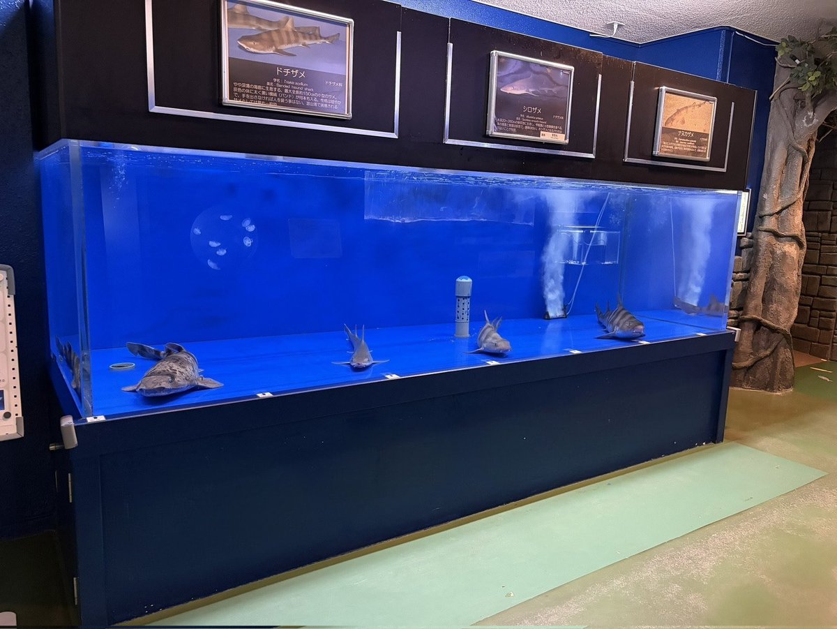 uozuaquarium's tweet photo. 当館のサメたちは等間隔で整列します
🦈 🦈 🦈 🦈 https://t.co/wM5ujbz0e3