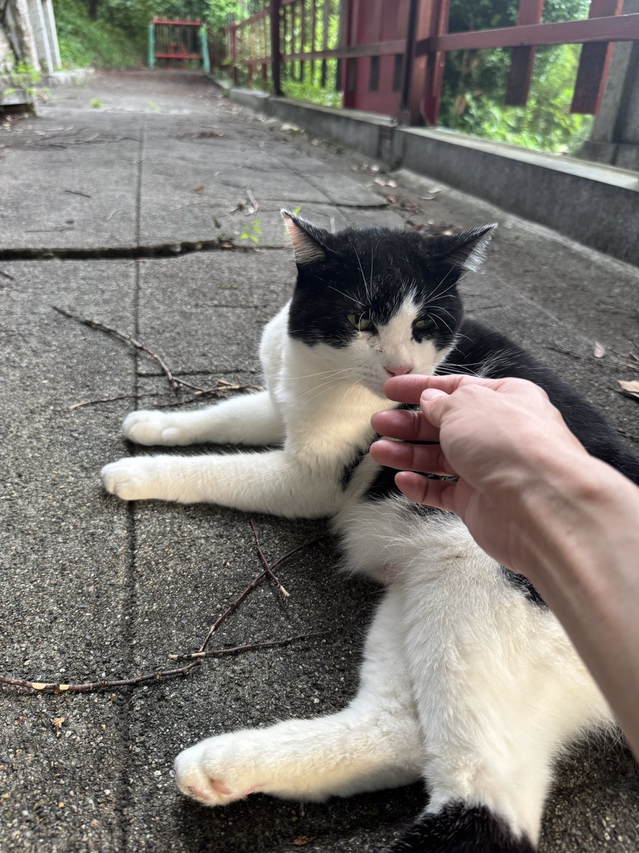 Post by ヤン on X: ネコチャン😻