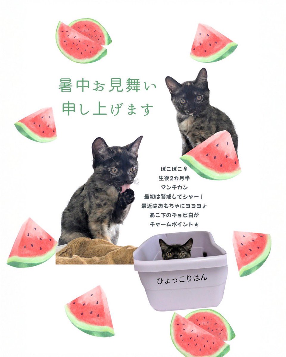 えりぃ　★土日祝はお休みです★さま　 専用ページ 🍉暑中お見舞い申し上げます🎐 里親様募集中のみんなから、夏のご挨拶