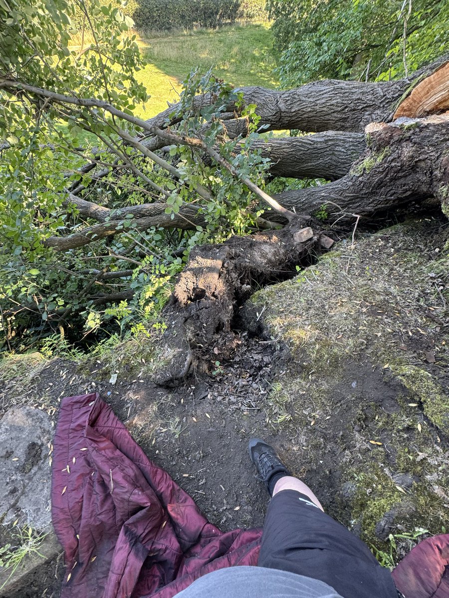 Haggischaser's tweet photo. @falkirkcouncil @NetworkRailSCOT, not too sure who has responsibility for this but there is a large tree near Sunnyside Road, Camelon that has fallen from the old railway bridge foundations. It’s covering the public footpath and the uplifting of the roots has caused damage to the  upper foundation . The tree needs to be cut down properly and the wall needs to be checked for safety.