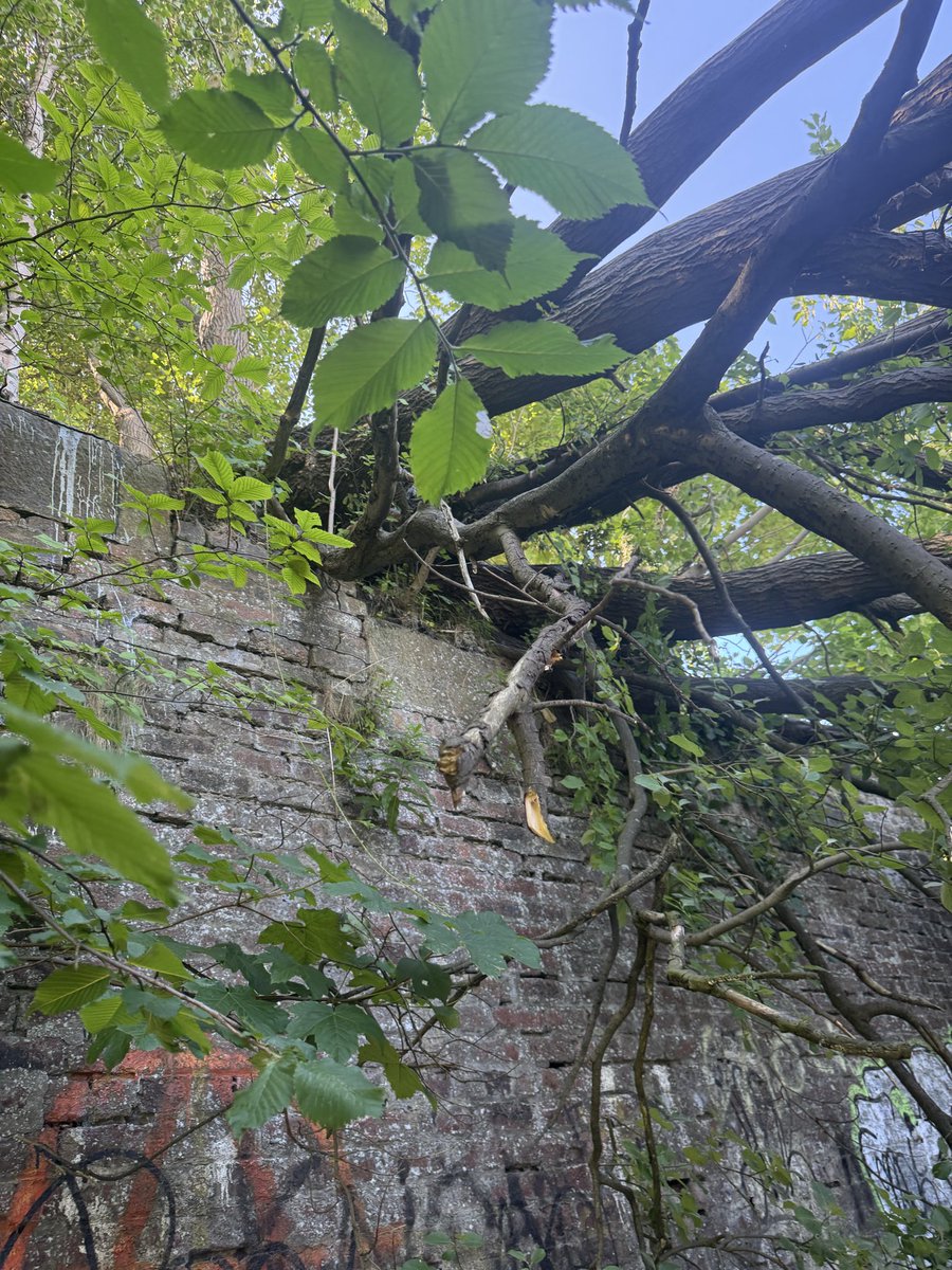 Haggischaser's tweet photo. @falkirkcouncil @NetworkRailSCOT, not too sure who has responsibility for this but there is a large tree near Sunnyside Road, Camelon that has fallen from the old railway bridge foundations. It’s covering the public footpath and the uplifting of the roots has caused damage to the  upper foundation . The tree needs to be cut down properly and the wall needs to be checked for safety.