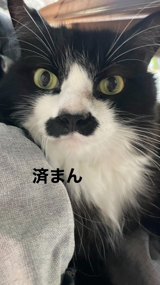 猫教授 (@yaskaz) / Posts / X