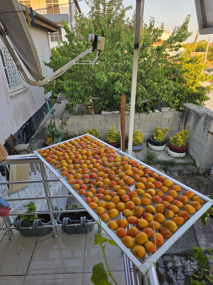 okcimen67's tweet photo. @ijohngone Ki bu sene her yer Kayısı 🥭 köylerde ağaçlarda çürüyor. https://t.co/akqdSfujlH