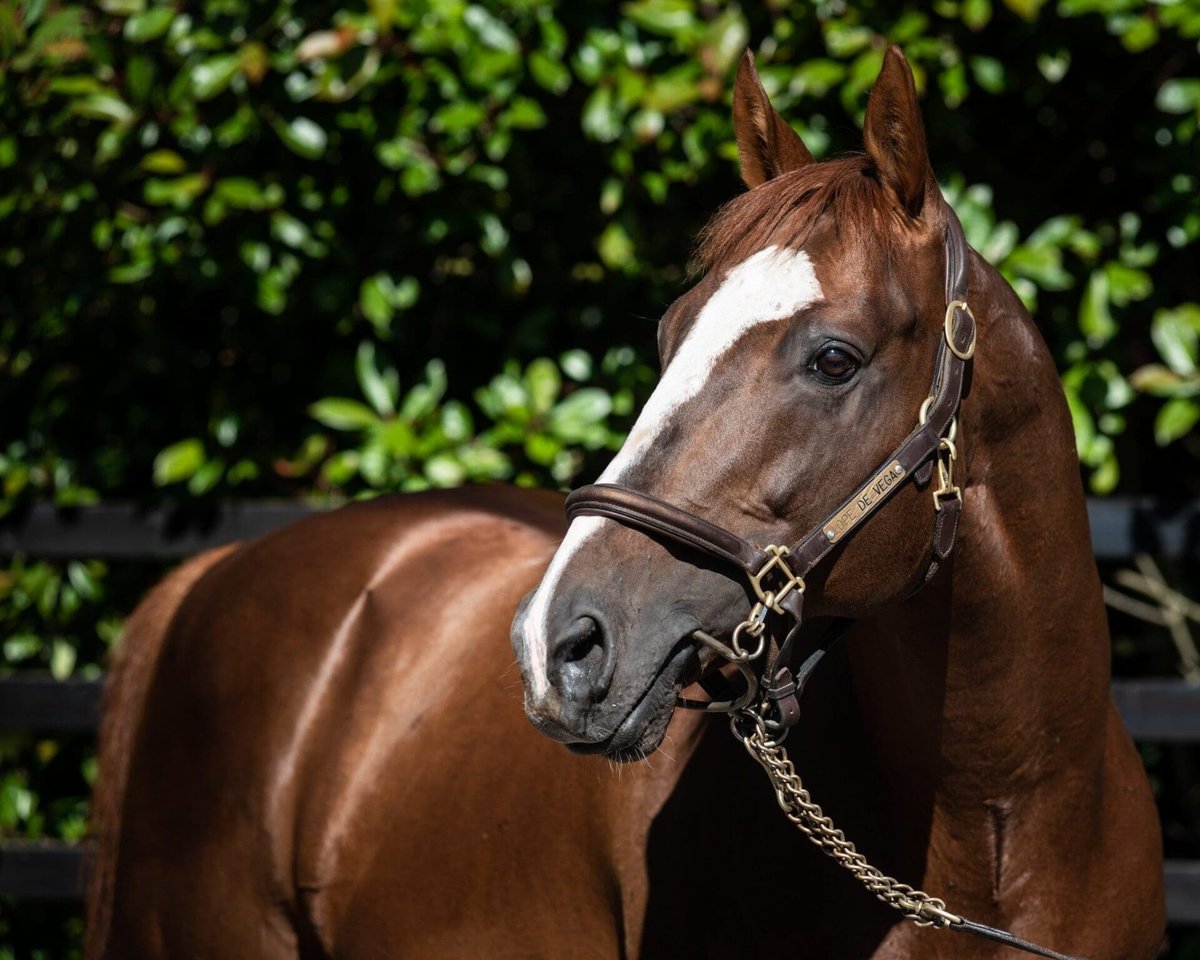 BallylinchStud's tweet photo. 🏆LOPE DE VEGA sires 4️⃣ Stakes Horses in 4️⃣ days!

🥇Program Trading - United Nations Gr.2
🥇Geryon - Meld Gr.3
🥈Green Carrera- Cairn Rouge L
🥉Sandtrap - De La Rose Stakes

📈LOPE DE VEGA sired more Blacktype Horses than any stallion standing in Europe in both 2024 and 2025, and already has 42 Blacktype Horses in 2026!