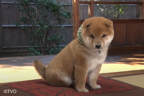 mamesuke_tvo's tweet photo. チョコン
25代目豆助
https://t.co/oN3LSZvpXN
＃豆助
＃豆助んち　＃柴犬 https://t.co/pHJiUCrCnU