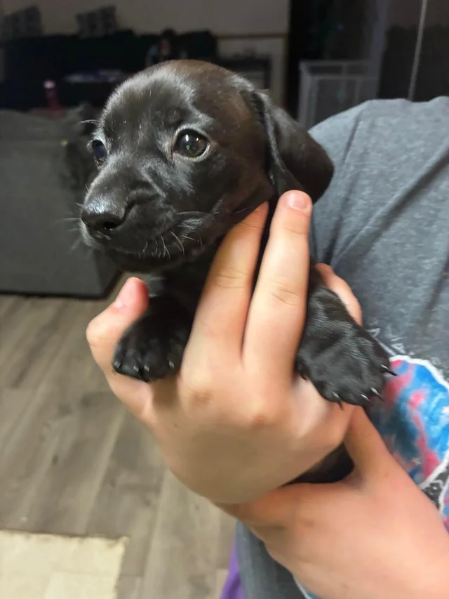 dachshundzones's tweet photo. Bringing this beautiful girl home in 3 weeks! 😍 She’s black with a slight red tint. 🐾
My other 2 Dachshunds have names ending in "-ie", so that sound is strictly off-limits for her. 🙅♀️
Doxie lovers, please drop your best name suggestions below! 👇❤️
#Dachshund #DogNames #Doxie https://t.co/T6WvlLIPCa