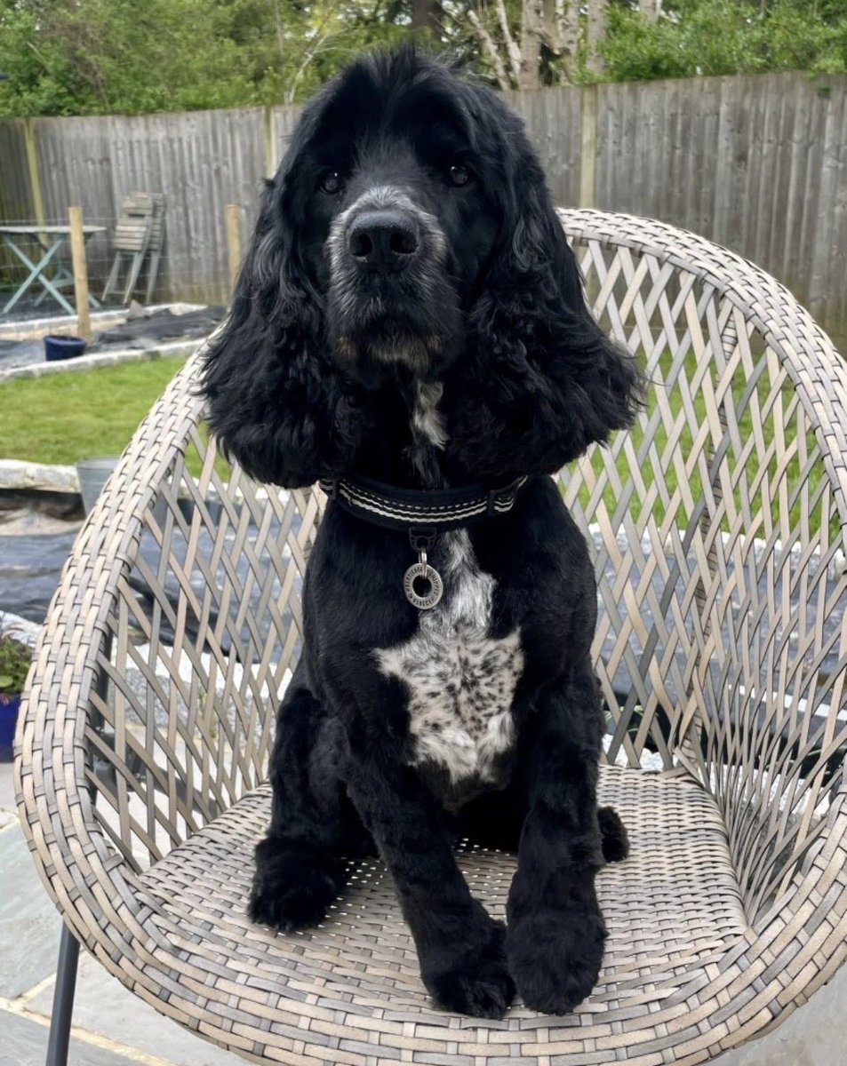team_greenacres's tweet photo. 🚨 BERT - STOLEN ON 22ND FEB 2026 - Can you share to help #bringberthome please🚨

Bert, male, ? years old, Cocker Spaniel

https://t.co/ktscKY6UiY

📍STOLEN from: Wokingham #Berkshire RG41 
 
🗓 Stolen since: 22nd February 2026

‼️Bert was taken while owner @CalverVictor was in hospital. Bert is a lifeline for his owner who is very poorly. Bert was taken by someone known to the family & is believed to have been moved on to possibly Hartley, Witney. Bert is registered to GU14 area. CRN issued by police‼️

#teamgreenacres #stolendoghour #k9hour #rehomehour #spanielhour #lostdog #missingdog #founddog #teamzay