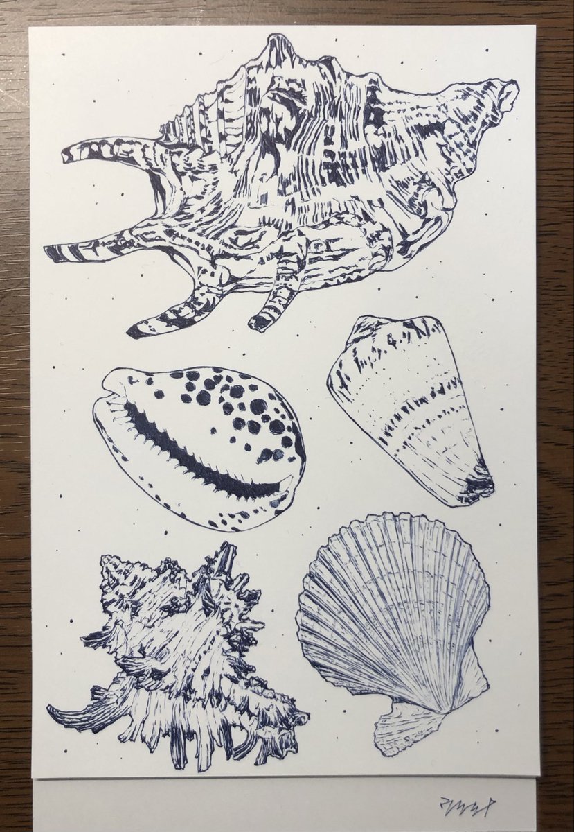 shell_kirakira's tweet photo. 描けた！
次の出展に向けて少しずつ描いていきますよー！ https://t.co/TZmk6PNIGB