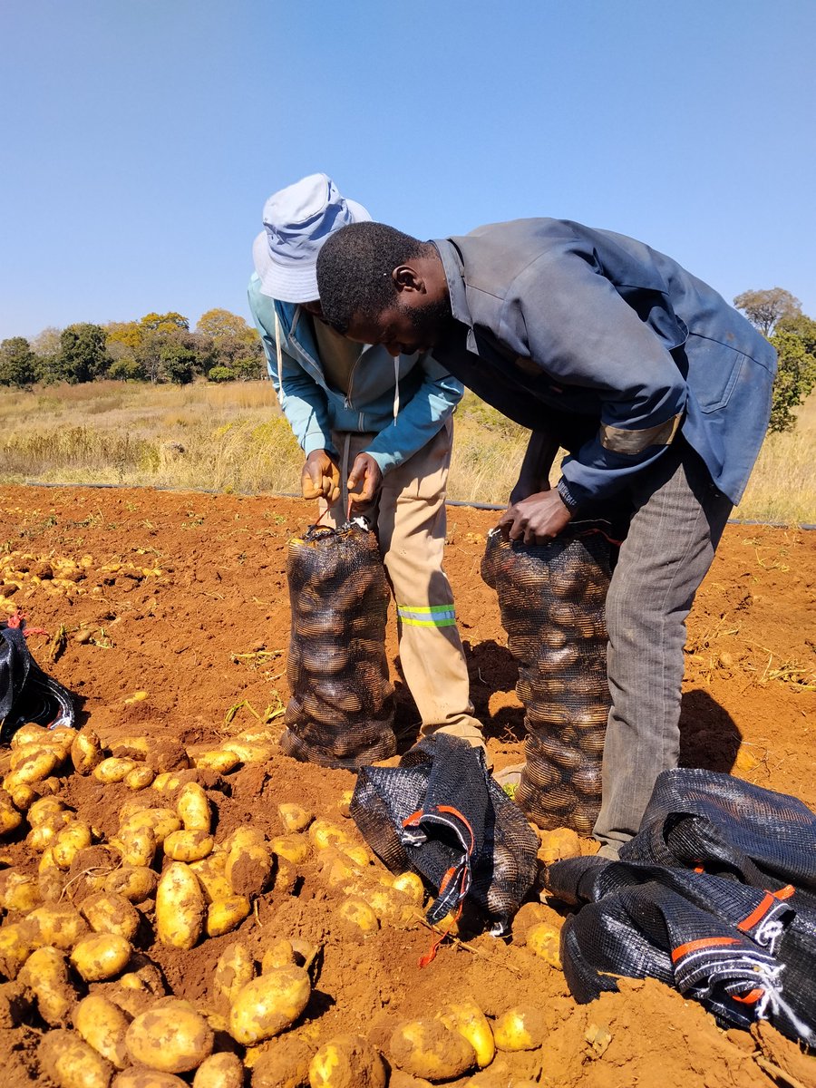 _timperego's tweet photo. Every sunrise reminds me why I started. 🌱

As a young African farmer, my hope is in the land I cultivate, the lives I impact, and the future I'm helping grow—one harvest at a time. 🇿🇼💚

#victoryiscertaintothebeliver #alutacontinua https://t.co/w8WDY0v8iT
