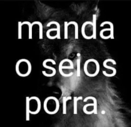 perfil dedicado a gatinhos e p3it0s tweet media