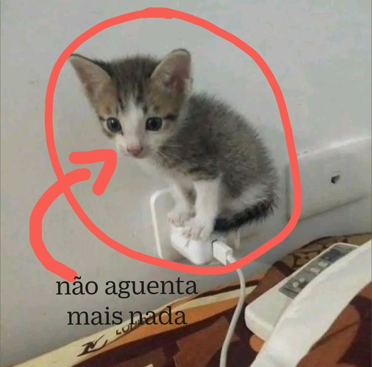 perfil dedicado a gatinhos e p3it0s tweet media