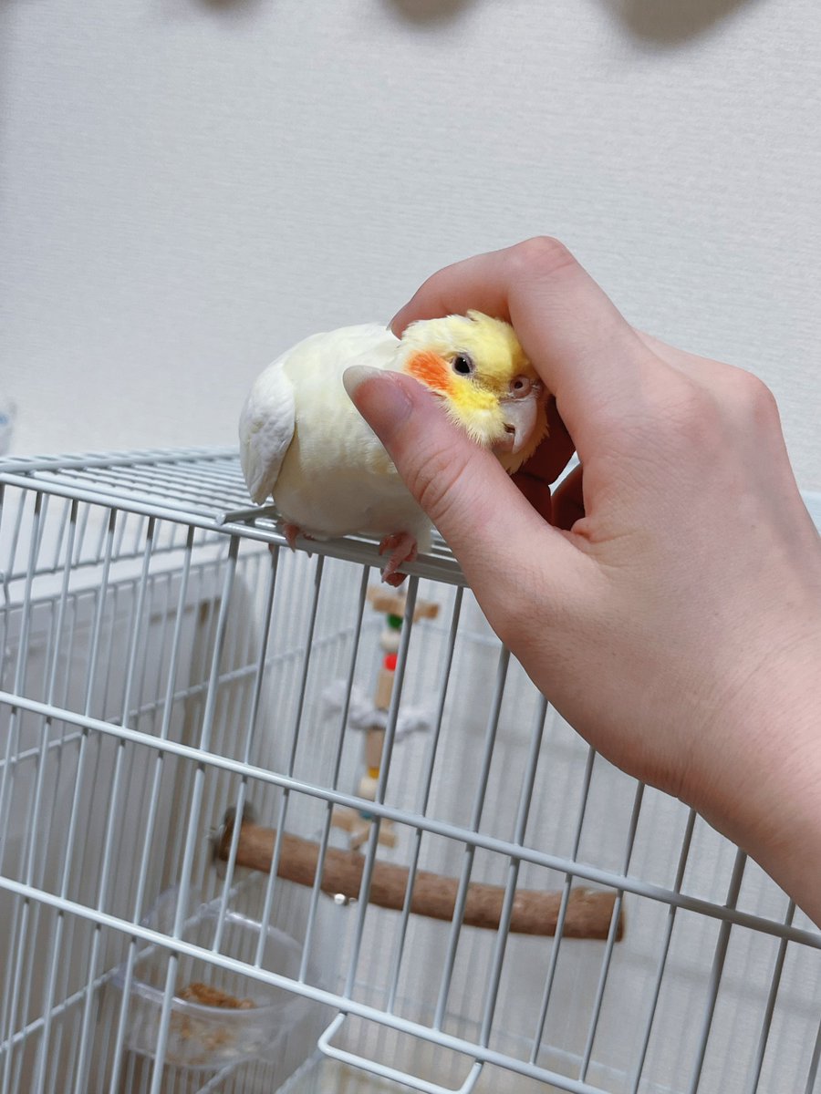 haruka5904's tweet photo. 撫でられ鳥 https://t.co/cNy3Ln6mWJ