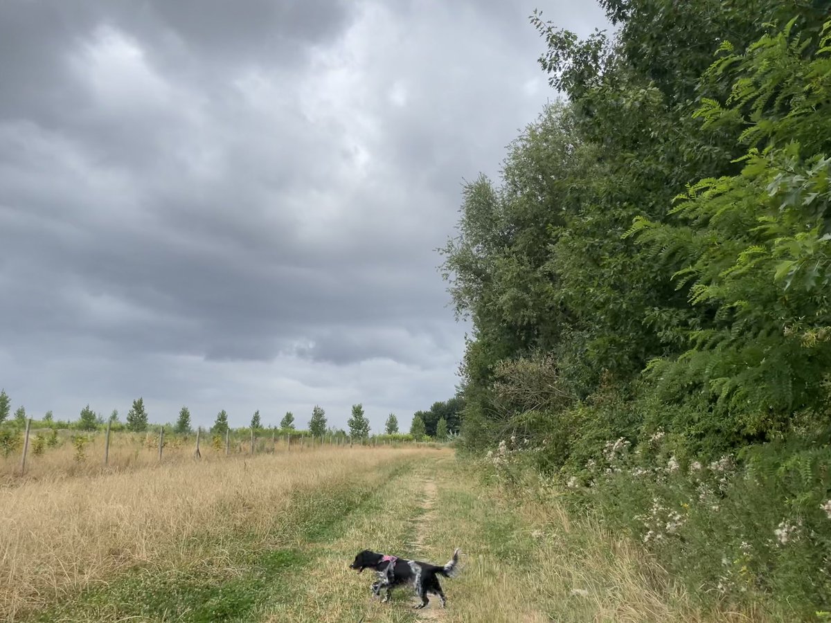 Ingepalmd's tweet photo. Kozen, 10u51

Regen is welkom 🌾

#vrtweer #engelsespringerspaniel #natuurfoto #altijdlimburg #geenfilter https://t.co/k1M38u3U8R