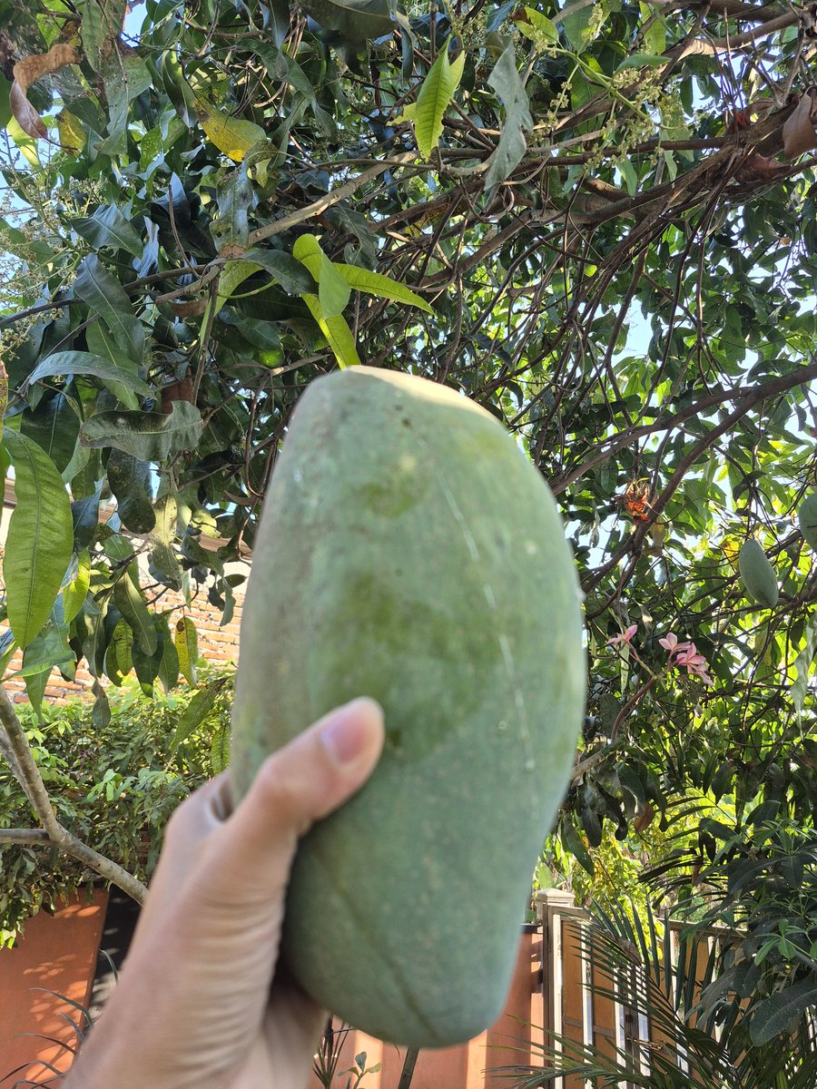 arifplankton's tweet photo. Sore-sore panjat buah mangga, lalu lotisan. Kira-kira buah mangga opo iki gede nemen? https://t.co/7eeXpaLBA6