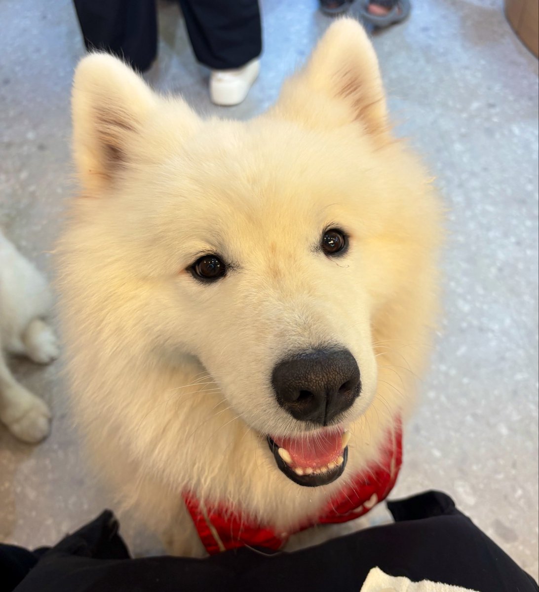 shiryu_07's tweet photo. 今年も無事に歳を重ねることができました。

サモエドに癒されちいかわを満喫し、満身創痍でこれから帰宅します。
久しぶりに池袋でガッツリ遊んだよ٩( ᐛ )و https://t.co/qIiYBVu8wy
