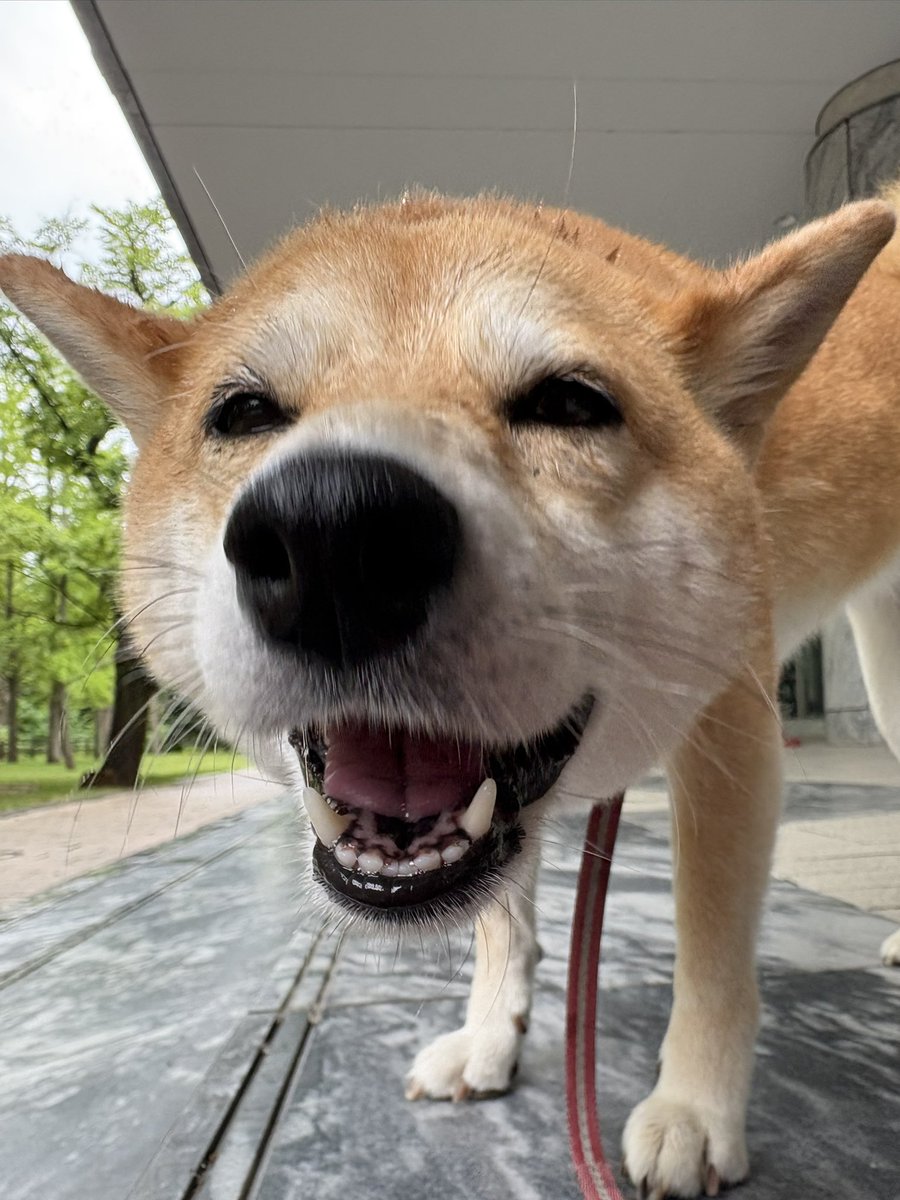 yumeko210108's tweet photo. おいしそうにたべるね〜😋 https://t.co/ntBxB6MVSS