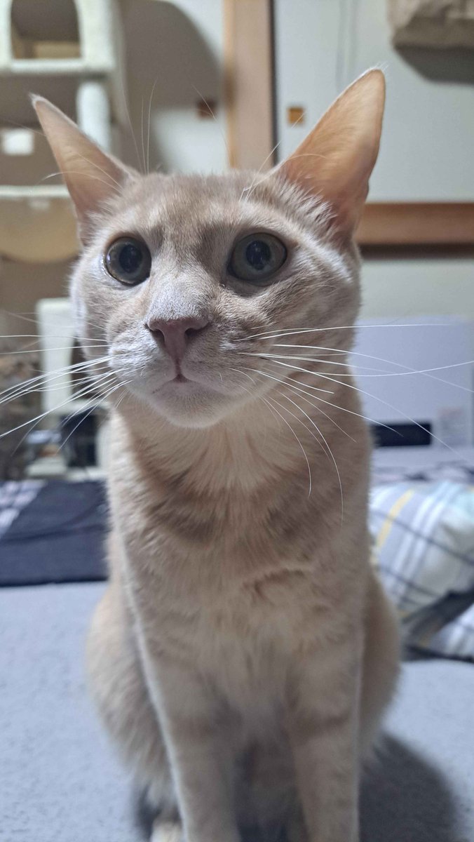 beru744282's tweet photo. うちの愛猫が今日天国に行きました...... https://t.co/KtqdMzpEk8