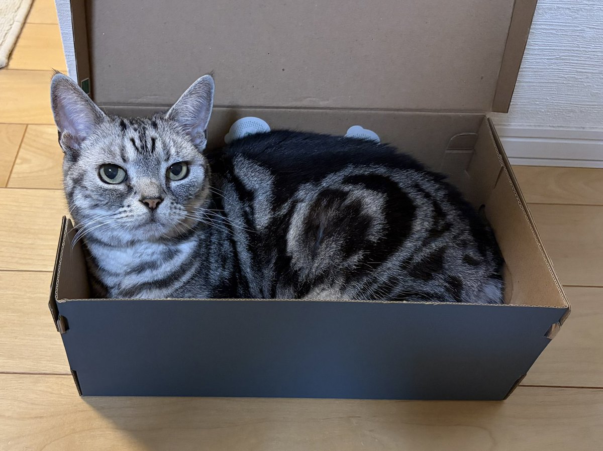 toripon0907's tweet photo. 日曜日の箱ぬっこ🐱

#アメリカンショートヘア #猫 #猫好きさんと繋がりたい https://t.co/pYFHlpfwf0