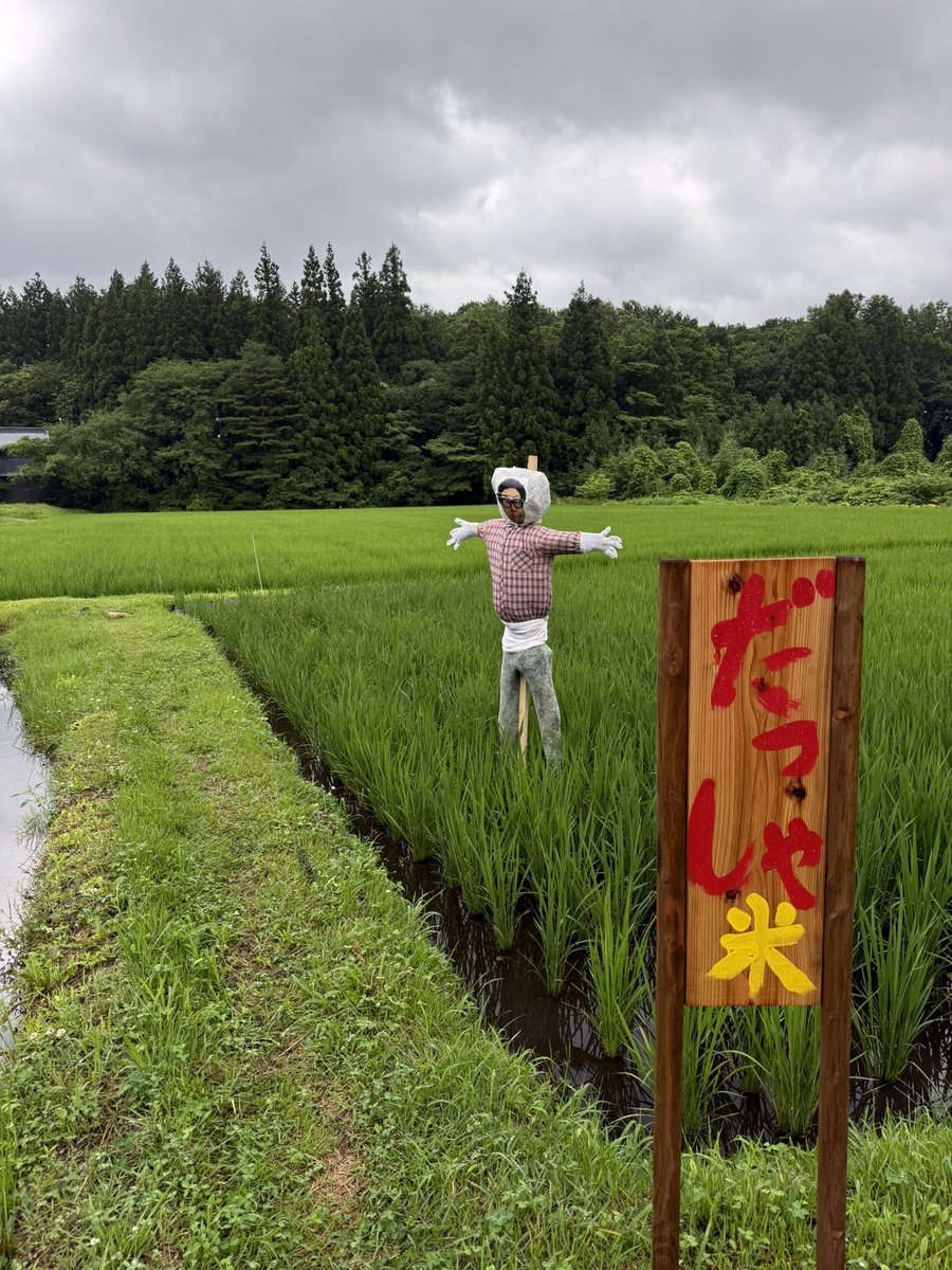 ICCHY8591's tweet photo. 今日はかかしを作りました！
元気に育てよー！だっしゃ米🌾
いつもありがとうございます、雫石の農家さん。だっしゃ米をよろしくお願いします。 https://t.co/00US7g5NWU