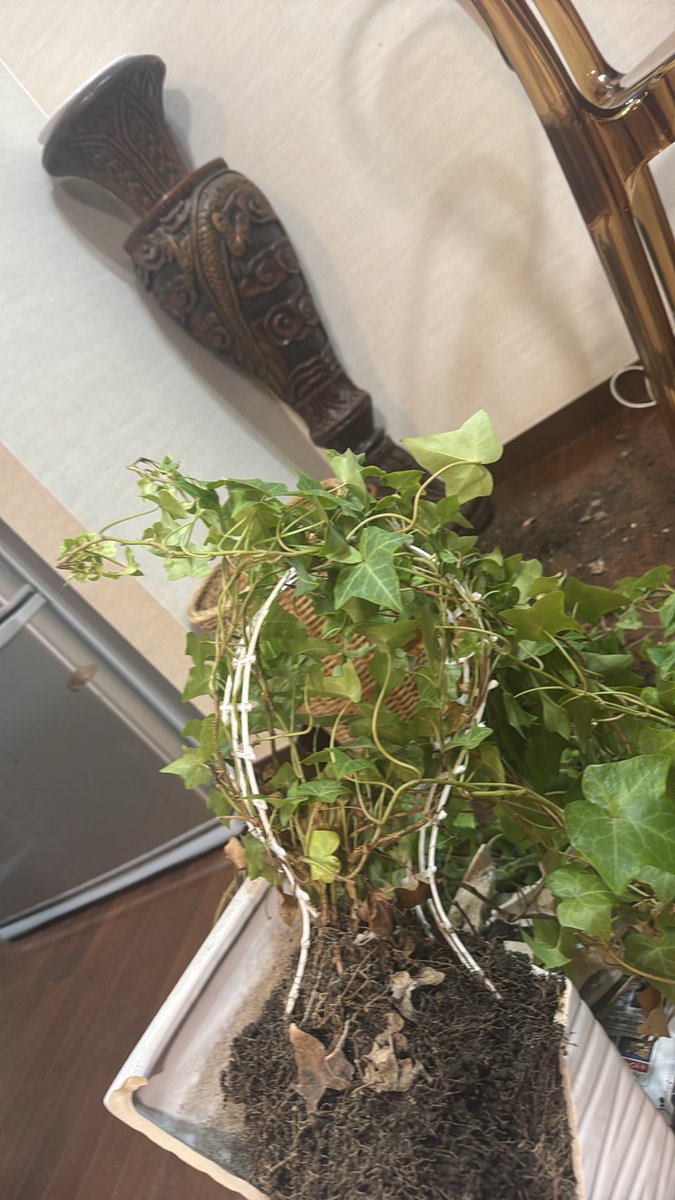 wishmani_2's tweet photo. #ヒカマーズ毒親
親父が観葉植物割って🥶 https://t.co/yq2fOw8Z33