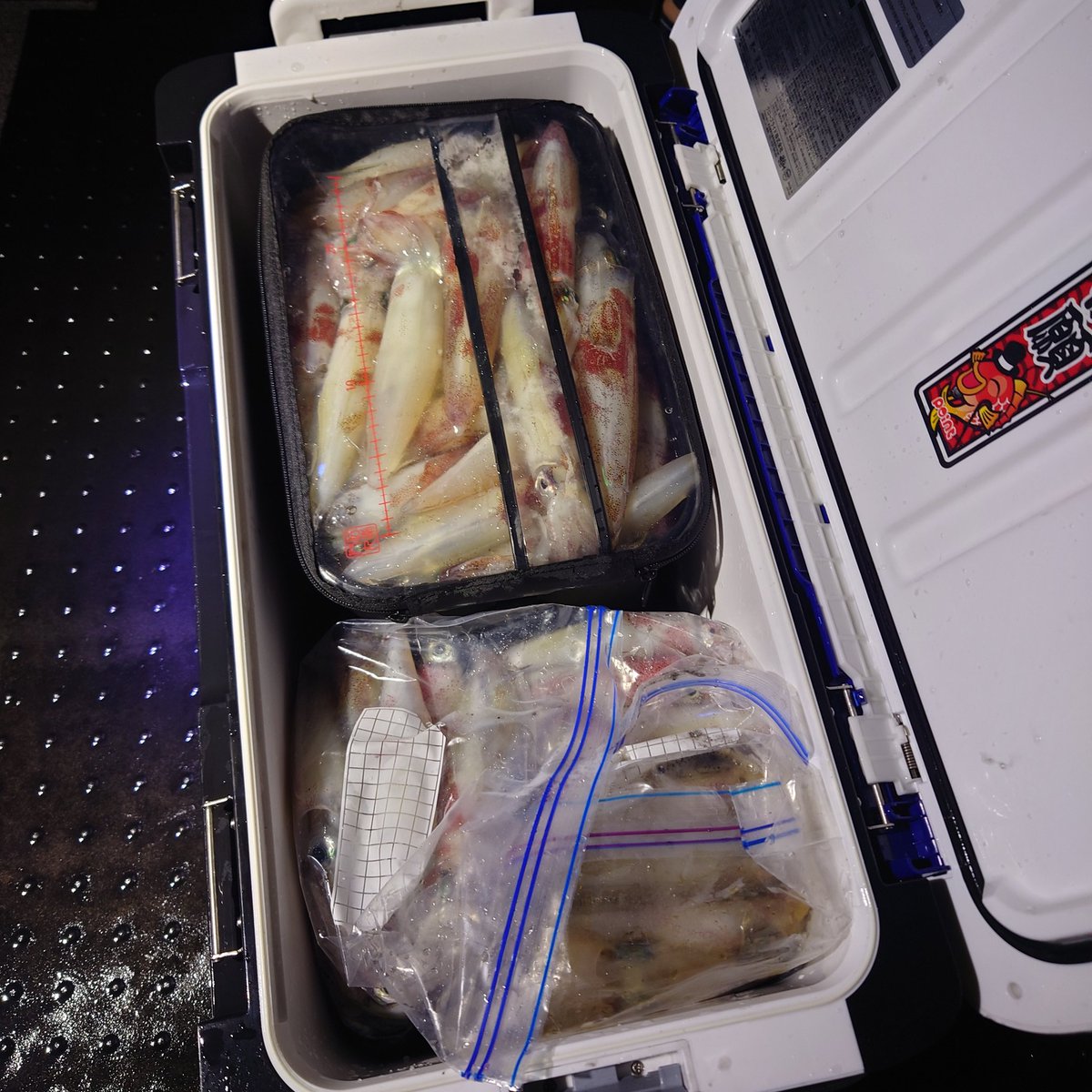 kyusanmaru's tweet photo. 4日 #夜イカ
上で当たり良型も混ざりながら数えてた方が150杯でやめてました🎵
フォロー&amp;いいねお願いします
https://t.co/KdqAiul2GG
公式LINE
https://t.co/spSHlYwGTl

#九三丸
#福岡
#博多
#遊漁船
#釣り船
#船釣り
#イカメタル船
#イカメタル
#オモリグ
#ヤリイカ
#夜焚きイカ
#夜焚き
#釣果情報 https://t.co/sfiiXFxEiR