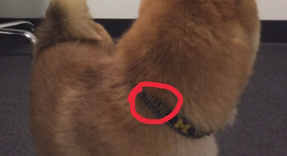 Robinhood Doge tweet media