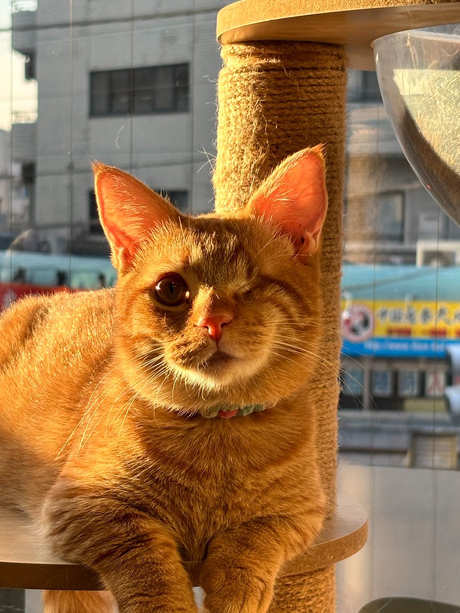 torotorokitty's tweet photo. 宝石おめめのぽぽ
旦那の足の上で寝るぽぽ（ばっちいよ！）
#ミャゴラーレ https://t.co/YZFDMOVFys