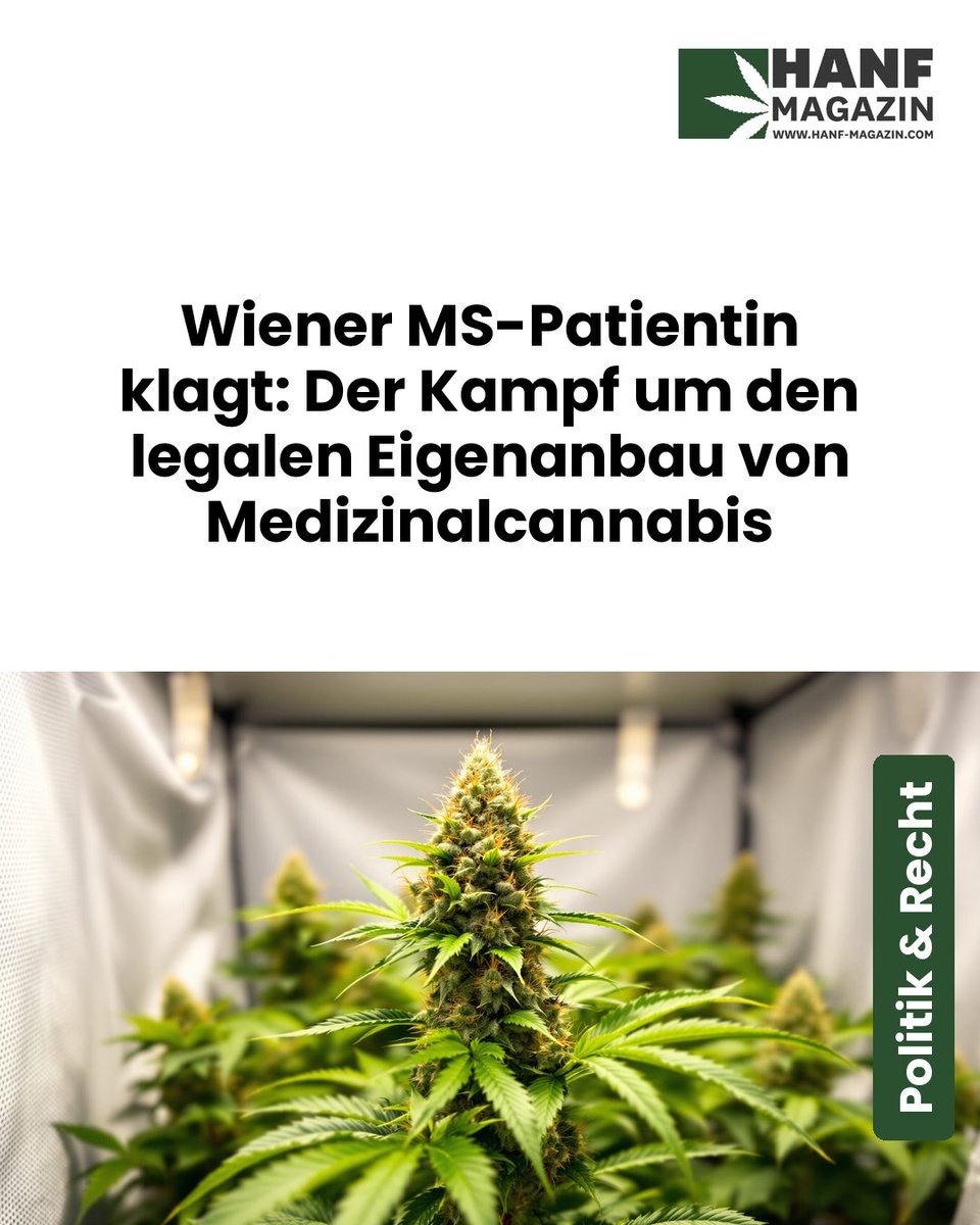 hanfmagazin's tweet photo. Eine Wienerin mit MS klagt auf das Recht, ihre Medizin selbst anzubauen – weil kein zugelassenes Präparat ihr wirklich hilft. Ihr Fall könnte Österreichs Cannabispolitik grundlegend verändern ...

https://t.co/51w8hUFzuU https://t.co/Yhk83lo3It