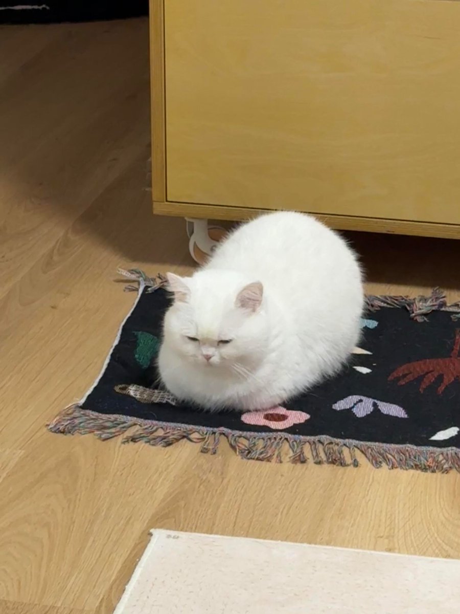 nocontextscats's tweet photo. Transforming into loaf https://t.co/XUVS5JLmms