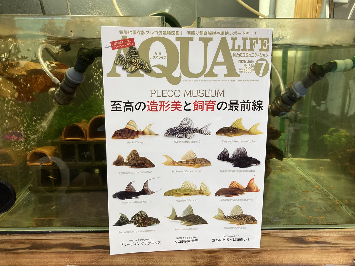 GaryAquaGary's tweet photo. 🌞夏季は繁忙期のため最低限のメンテしかできませんが、仔レナ80匹のお世話は楽し癒し😊
#コリドラス
#プレコ https://t.co/NS34it77FO