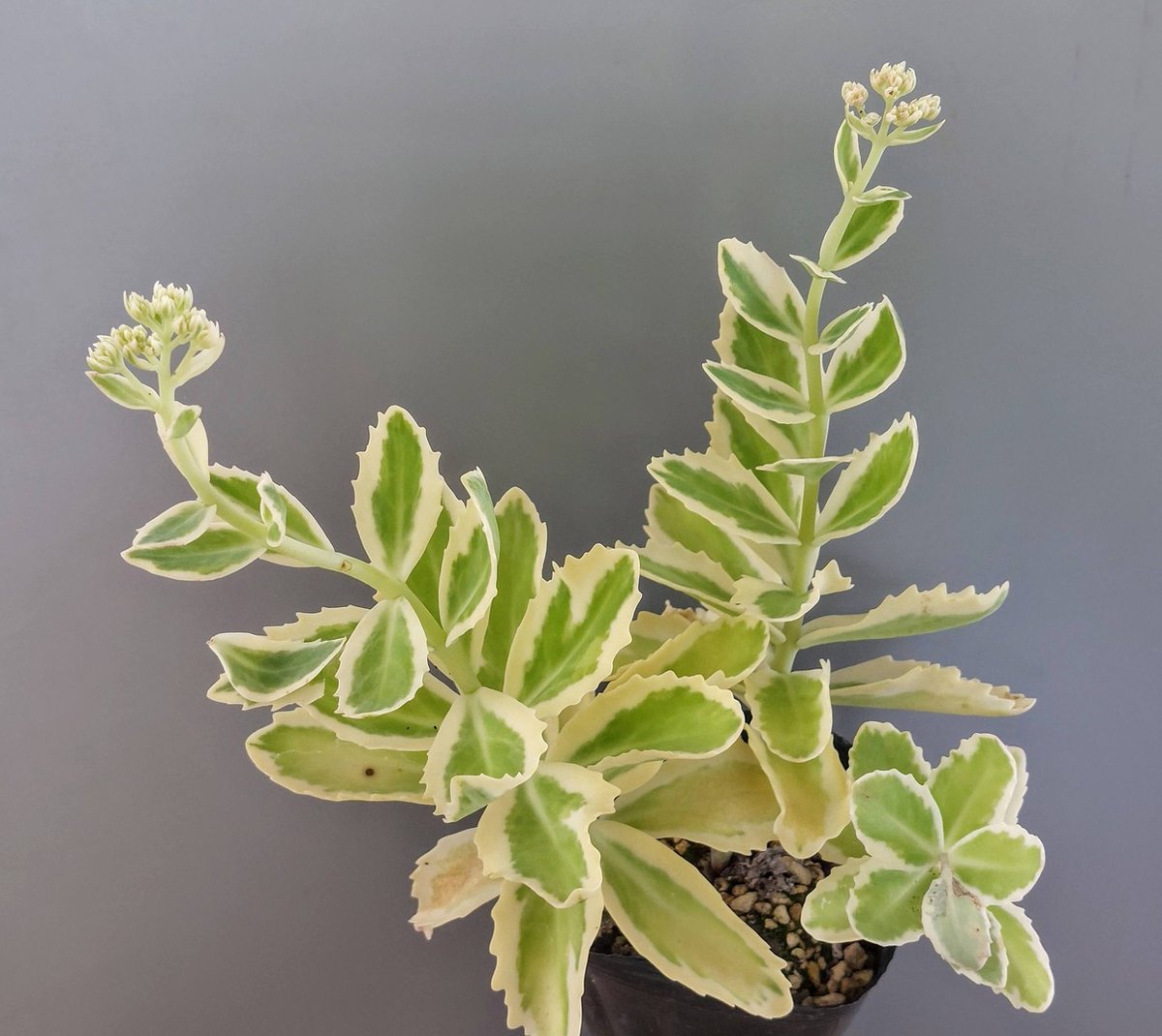 chuetsuplants's tweet photo. 白覆輪のベンケイソウです🎵 https://t.co/WGBle6rojn https://t.co/eEUDqOeK3Z