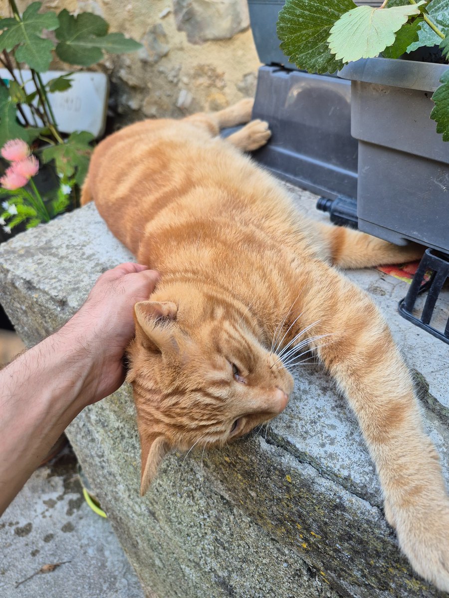 LeChat_Miaule's tweet photo. Il est impossible de faire une sieste paisiblement sans qu'un être humain ne vienne. Miaouuuu 🐈 https://t.co/ITYCqWbw3a
