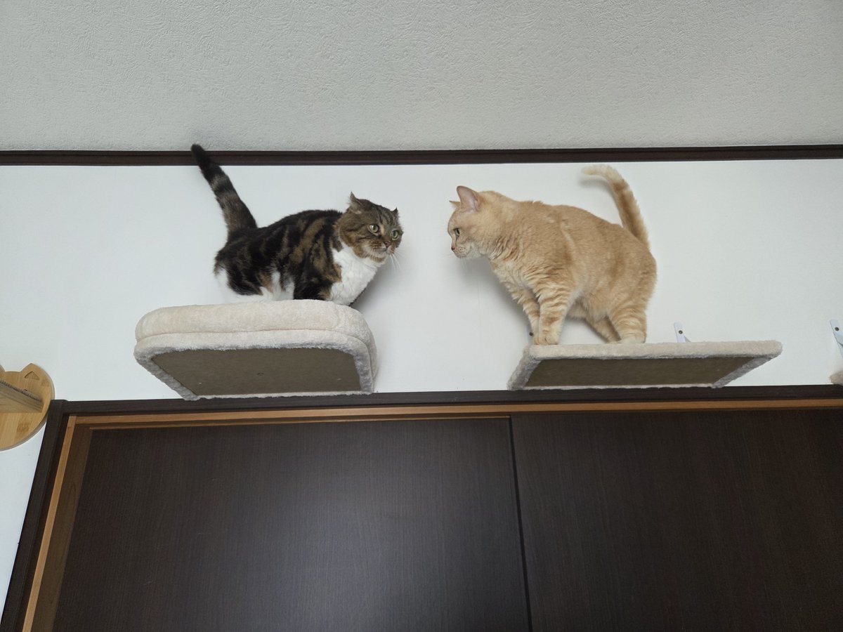 shinta4323's tweet photo. 楽しんでもらって良かった☺ https://t.co/tOv9T1o1Rm