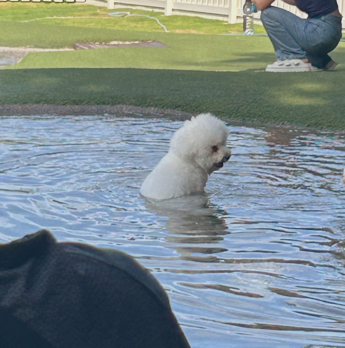 giorno_bichon's tweet photo. 温泉みたいに水に浸かる犬、再来😹✨
#ドギーズアイランド #犬かわいい #ビションフリーゼ #DogLovers #bichonfrise https://t.co/c0mQf34PUw
