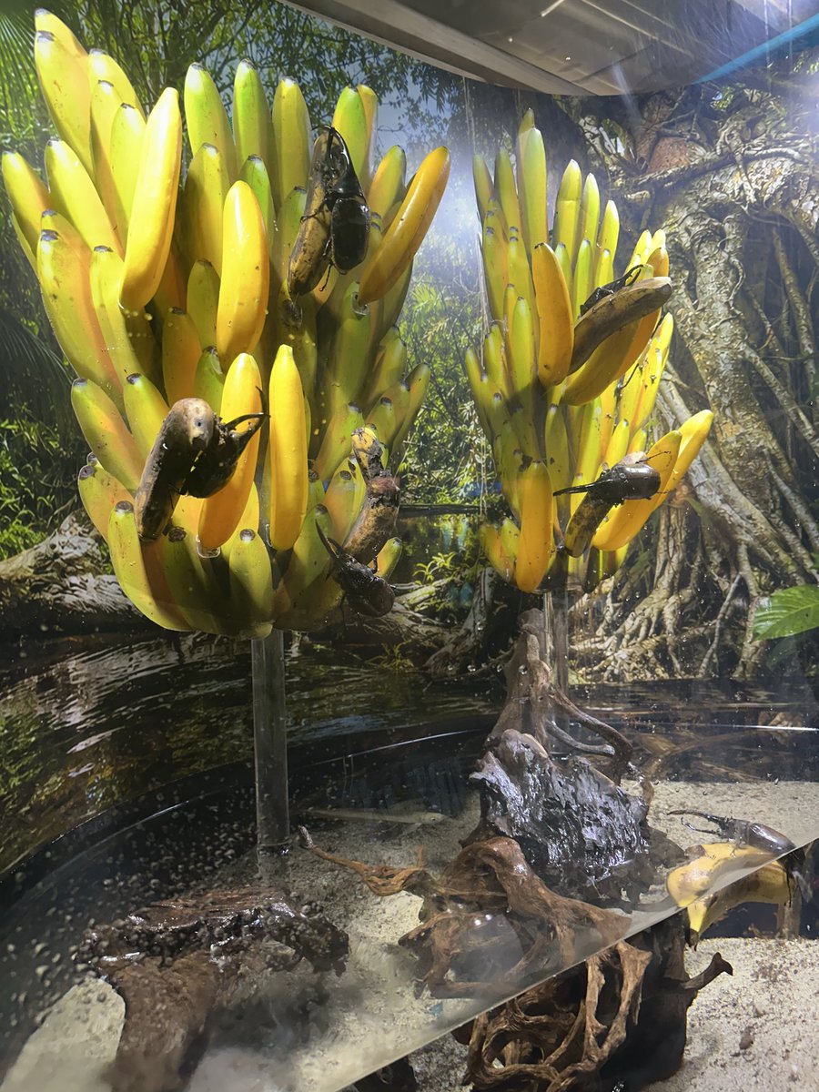 Yumatowa0505's tweet photo. 宮島水族館のヘラクレスの展示！
衝撃的🫨 https://t.co/N41SpcLkdF