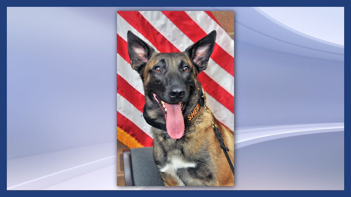 ppak9org's tweet photo. K9 Vick of the Wayne County Sheriff's Office, OH, is recovering at home after being shot in the line of duty on July 5. 🐾 Help fund K9 protective gear: https://t.co/YPmXJqgIJv #PPAK9 #K9 #K9Unit https://t.co/g0rjWjPxTg