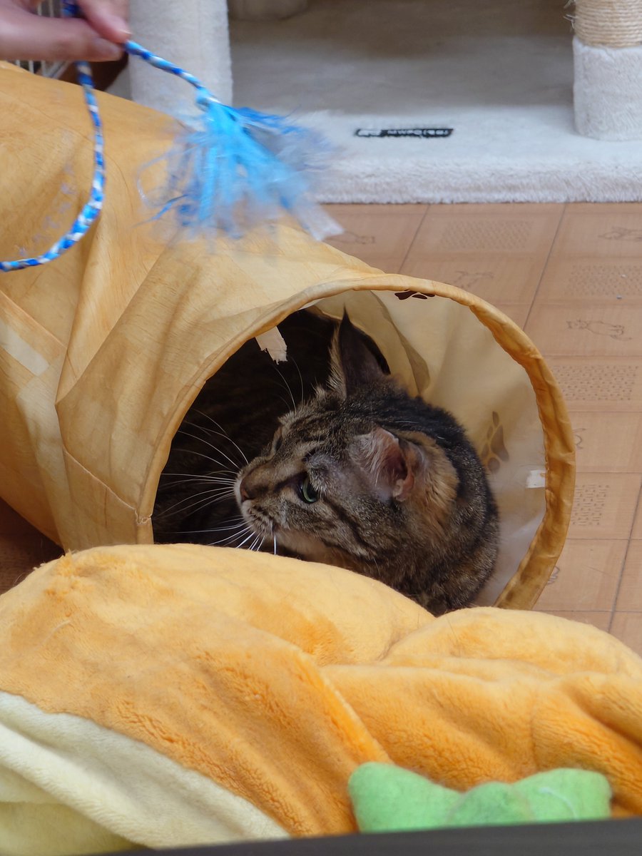 lieru's tweet photo. 前に行ってた猫カフェは去年ぐらいに急にやめてしまって、暫く猫カフェには行ってなかったんだけど春辺りからまた違う猫カフェへ
以前のところは高齢な子ばかりで膝乗りしてもらって撫でるスタイルでまったりだったのが、今回の猫カフェは若い子が多くてずっとじゃらししてました🤣 https://t.co/Swi1E0hwuZ