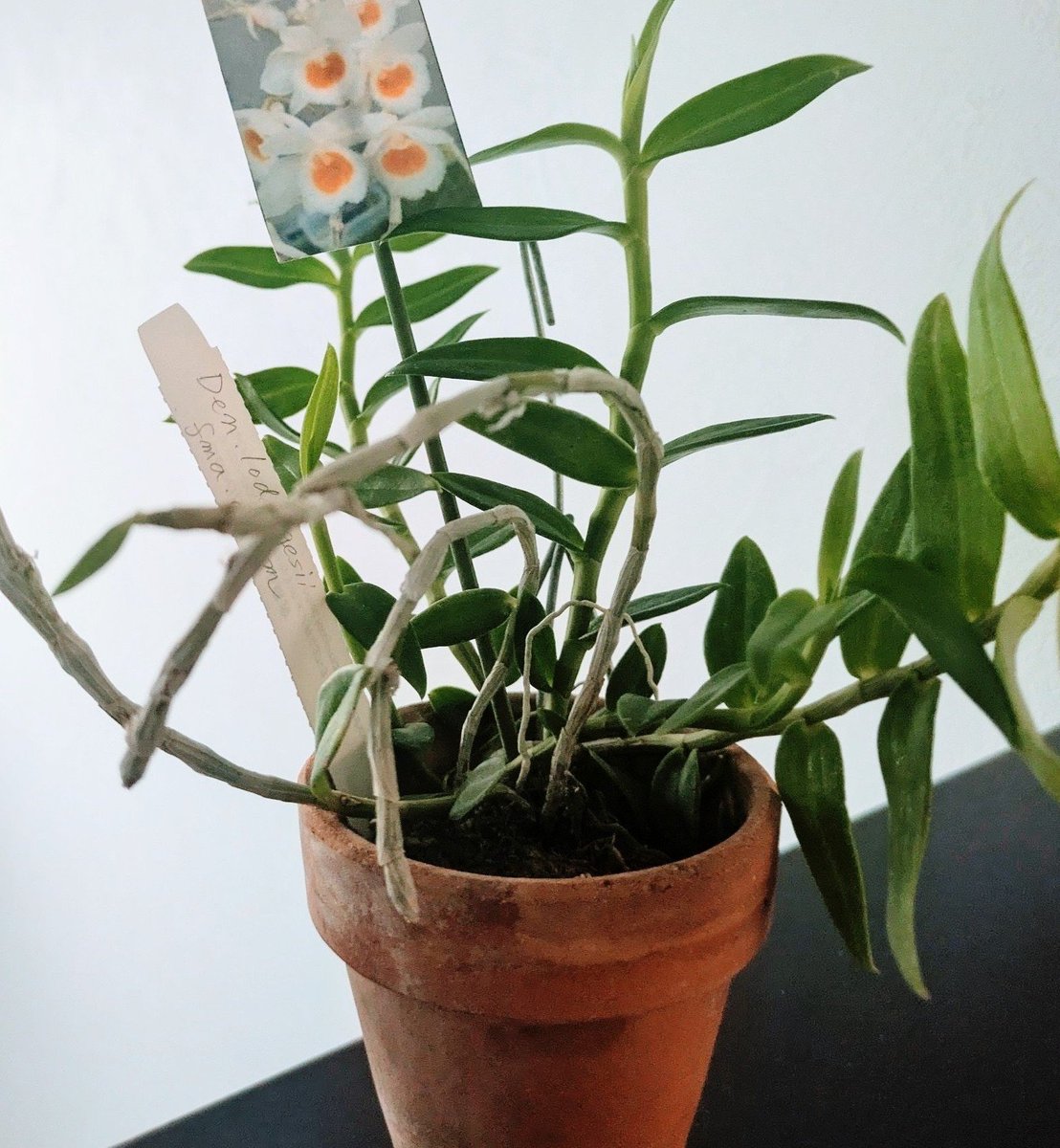 🌱ミーナ tweet media