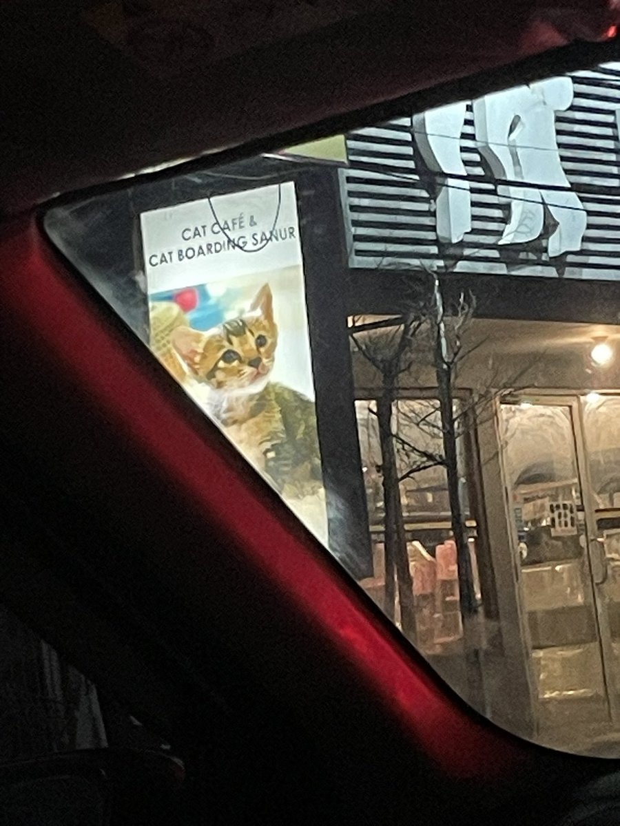 kittyvampyy's tweet photo. that cat picture is the cutest thing ive seen today https://t.co/sAfuOKPXUN