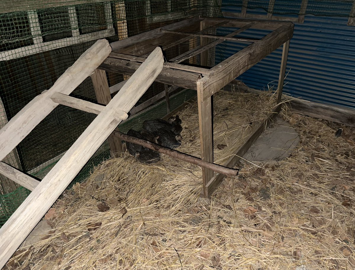 mamushired's tweet photo. ホロホロ鳥の雛達。
上に登りやすいように木のハシゴを取り付けてみた🪜
小さい子達はそれでも高いだろうなと思いながら、今日はどういうフォーメーションで寝るんだろうと暗くなってから小屋を見に行くと、仲むつまじく8羽床で寝てました笑 https://t.co/8rP32R51Z8