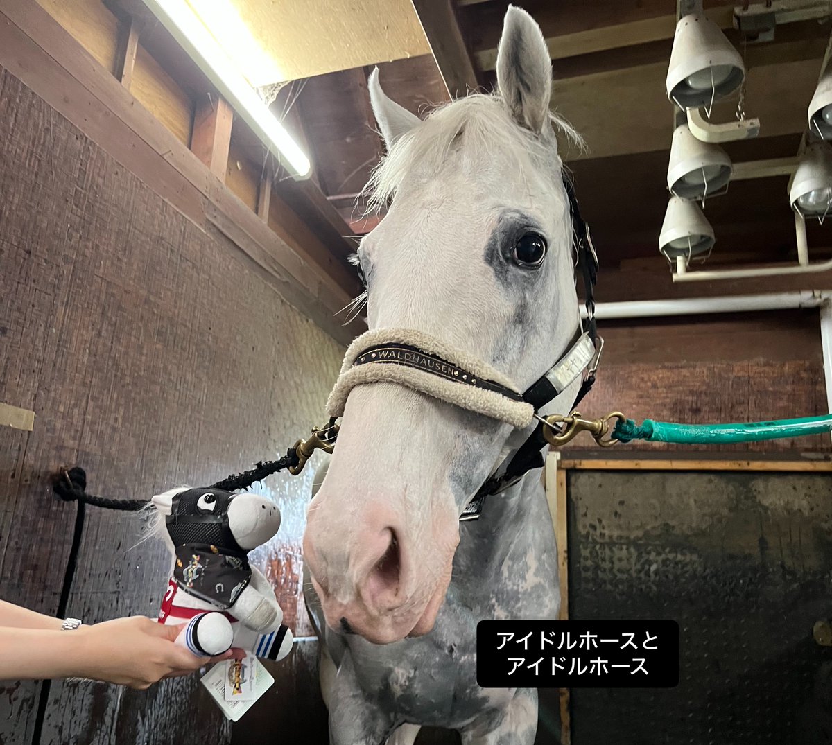 umamizawa_umami's tweet photo. よかったらご覧ください、こちらが水も滴る豆腐です

#ハヤヤッコ
#ノーザンホースパーク

ヤッコさんレベルになると
濡れた体に光が反射するのですね https://t.co/xX7QBp75l0