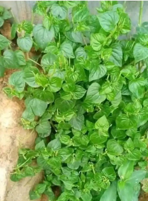 AkeemSalak97962's tweet photo. Money Attraction Concoction 
(Aseje Eyonu)

Peperomia pellucida leaves (ewe rìnrìn),west African black pepper (iyere) grind the 2 together, break 4 pieces of fresh Native hen eggs inside a plate and pour the grinded items inside,then mix together.
Use Shea butter to fry &amp; eat it https://t.co/K8elkeZ36F