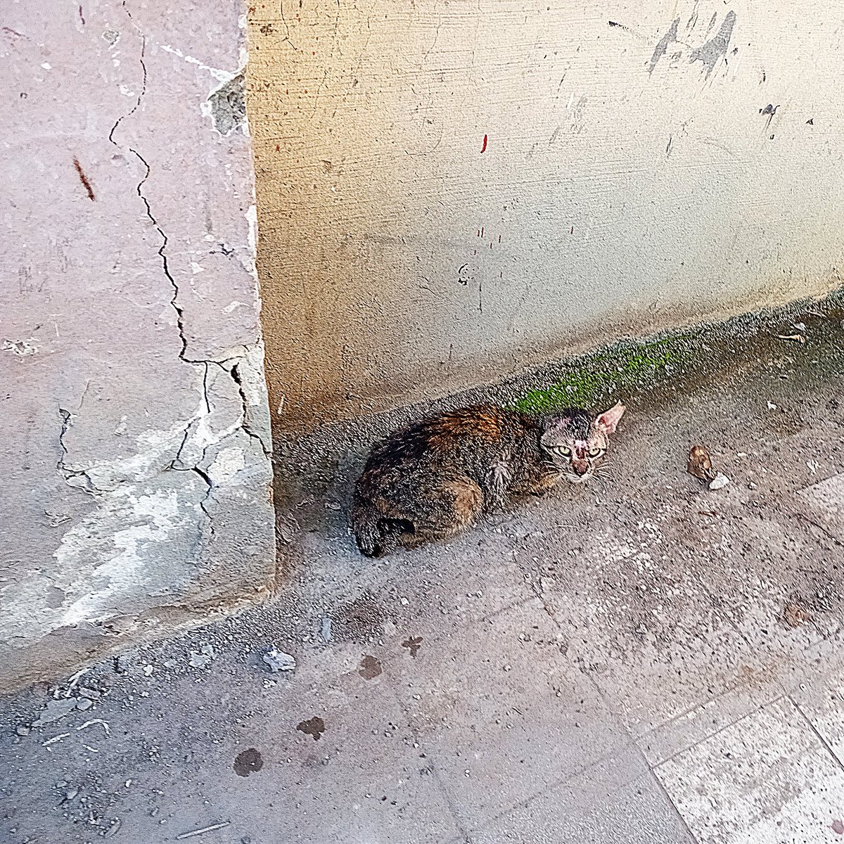 Lakan_Olivares's tweet photo. The Thousand Yard Stare

May 2026
Barangay Sambag, Cebú City 

#filipinophotography #photography #sliceoflife #apictureaday #streetphotography #candidphotography #creaturefeature #catphotography https://t.co/47WADIbqww